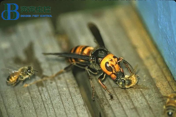 上海虫控公司教你如何防治胡蜂