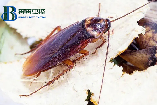 上海虫控公司教你如何灭蟑螂