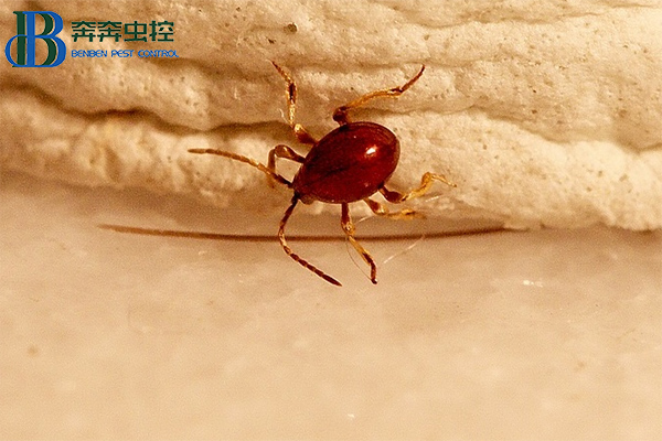 家里有蛛甲虫应该如何防治