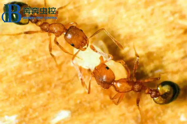 如何防治叮咬人还危害多的小黄家蚁