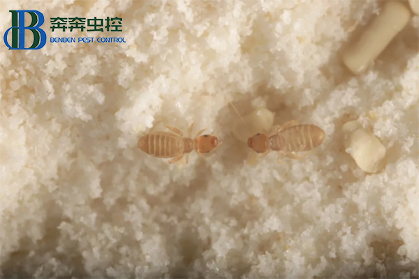 如何有效的防治书虱？