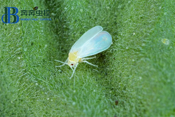 粉虱的危害以及如何预防