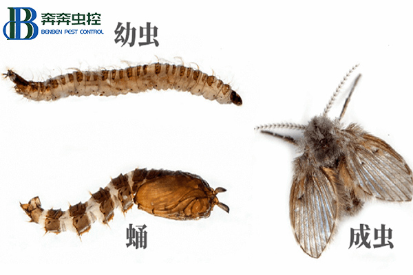 它竟然被称为下水道杀手