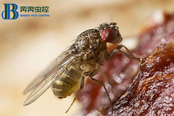 果蝇是怎么来的？怎么消灭果蝇？