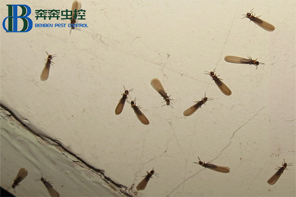 家里有白蚁怎么办？