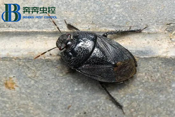 不速之客黑壳虫，是土蝽别怕！