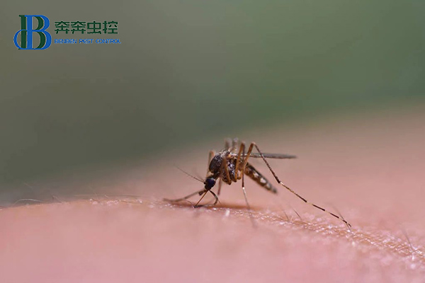 为什么秋天的蚊子咬人更狠？