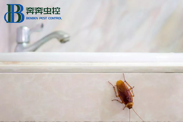 蟑螂怎么彻底消灭？让上海虫控公司来告诉你！