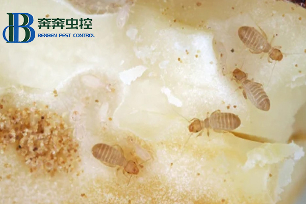 家里为什么有书虱？书虱如何治？