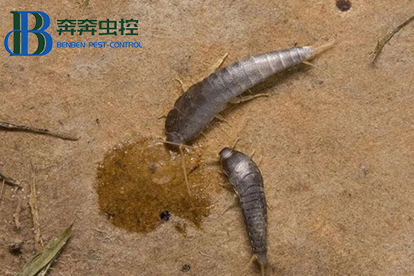 如何彻底消灭衣鱼的方法