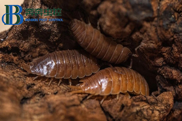 鼠妇是害虫还是益虫呢？鼠妇对人有害吗？