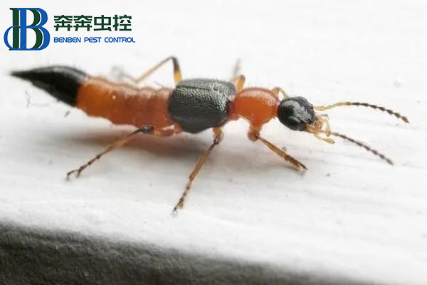 有只小虫拍不得，一起来认识隐翅虫！