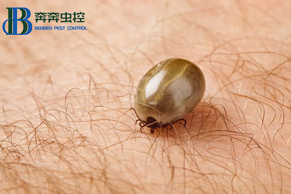 &ldquo;小黑点，大危害&rdquo;，蜱虫叮咬怎么办？