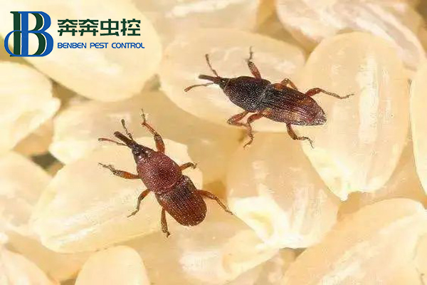 大米中的米象虫能吃吗？