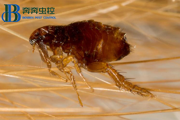 家里有跳蚤怎么根除？