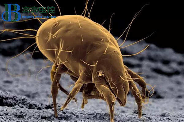 已经十面&ldquo;螨&rdquo;伏了，怎么办？