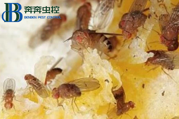 放在家里的水果总是有飞虫，果蝇该如何消灭？