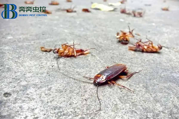 蟑螂这么强，怎样才能彻底消灭蟑螂？
