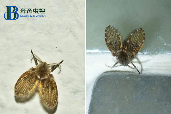 家里有蛾蠓怎么办?