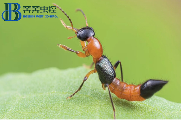 隐翅虫，你有被它爬过吗？