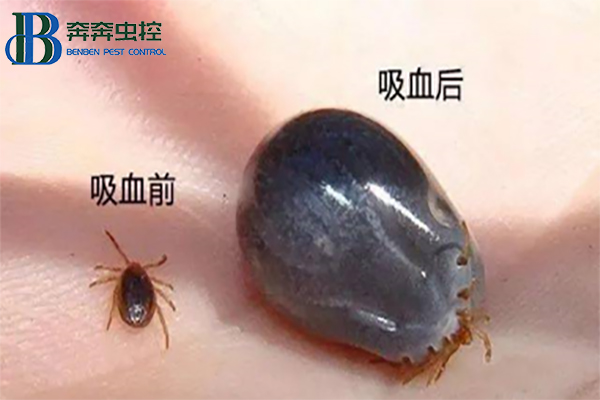 蜱虫咬伤该如何正确处置