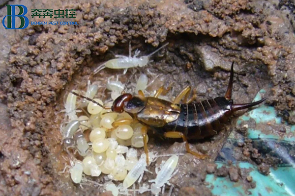 蠼螋一种什么样的虫,咬人后有毒吗?