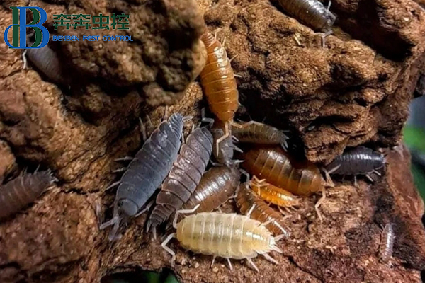 鼠妇（潮虫）习性特征及防治方法