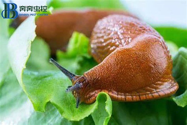 蛞蝓虽小，危害却大，这样防治最有效！
