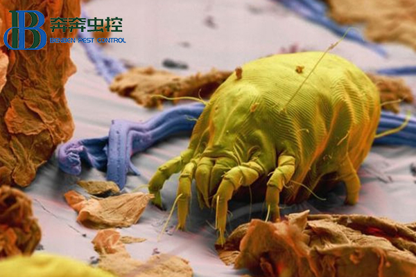 尘螨虽小，如何控制？