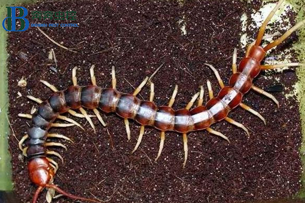 蜈蚣怎么防治？