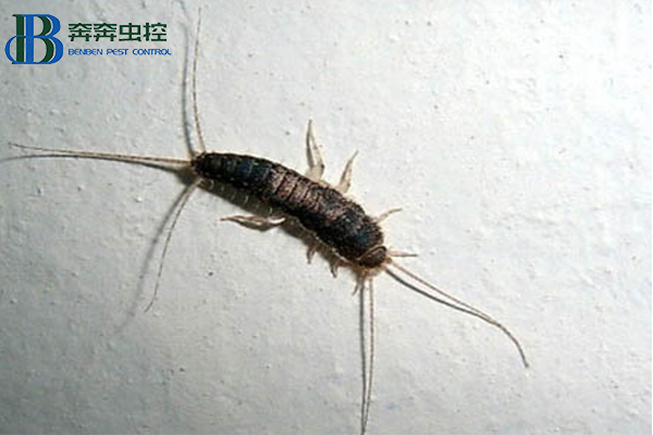 衣鱼入侵家中？上海虫控公司来告诉你！