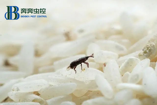 米虫又称米象，为何凭空出现在大米里?