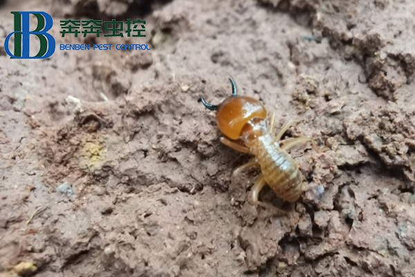 白蚁防治的方法和技术