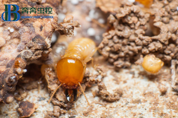 白蚁综合治理的主要技术措施