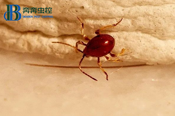 酒店或工厂仓库遭遇蛛甲怎么办？