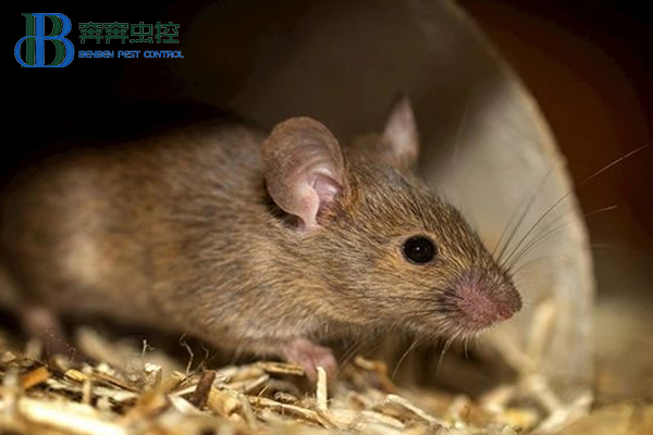 冬天如何防治老鼠？