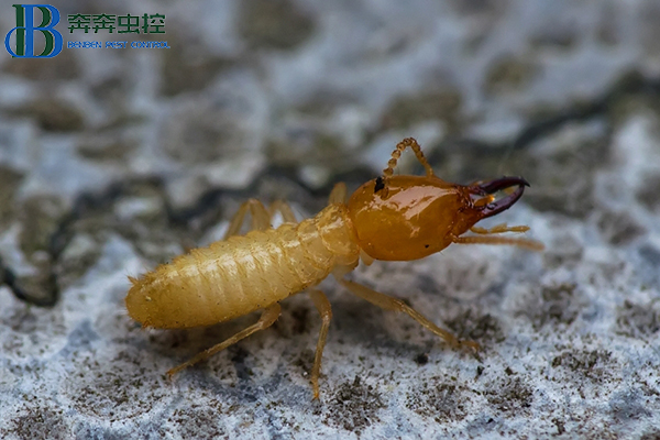 白蚁怎么灭？如何才能更有效的去除白蚁？