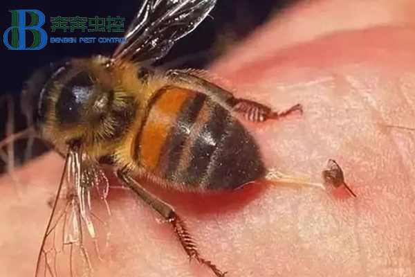 马蜂防治安全小常识