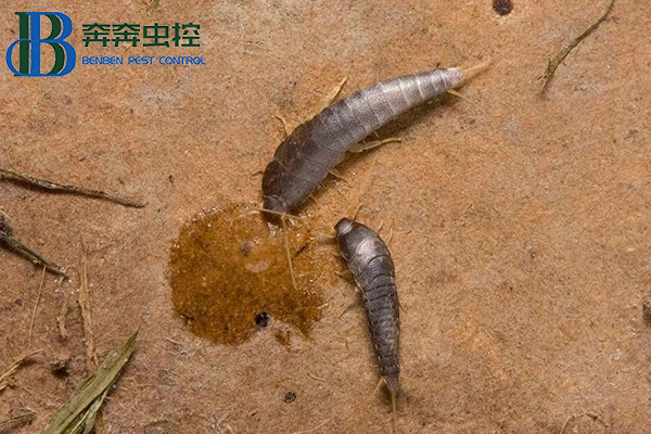 如何防治家里的衣鱼虫