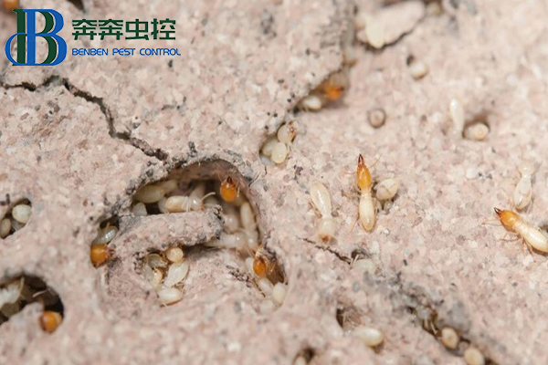 家中发现白蚁怎么办？