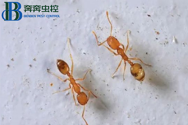 小黄家蚁如何杀灭