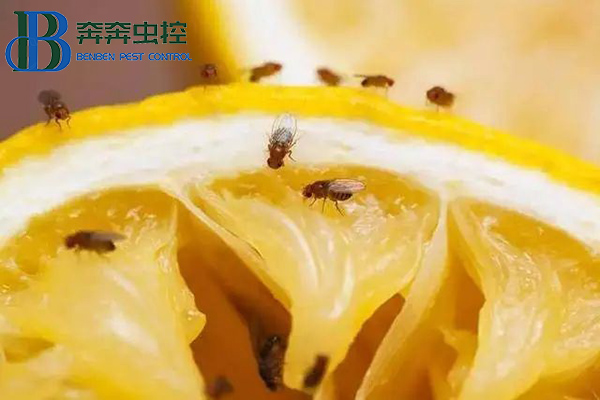 屋内乱飞的果蝇如何处理？