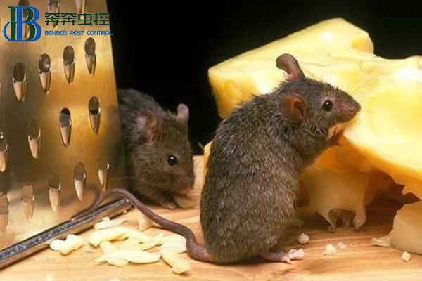 餐厅如何防鼠灭鼠？