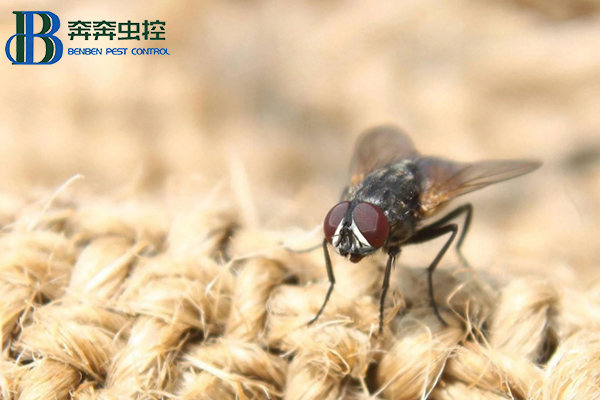 &ldquo;四害&rdquo;防控知识｜最烦人的苍蝇