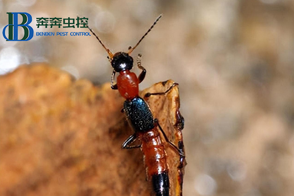 室内隐翅虫从何而来，如何有效防治？