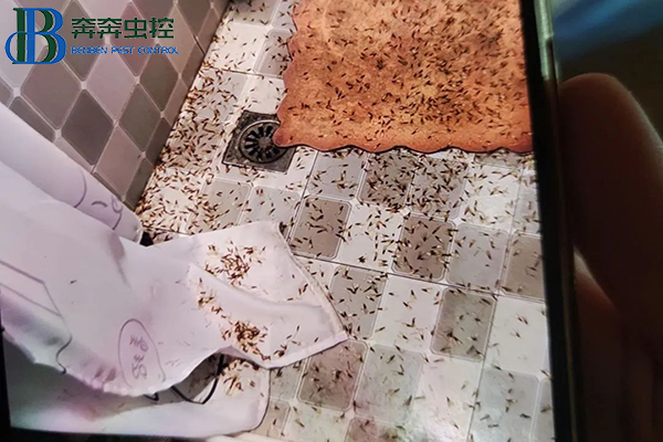 白蚁又袭击上海