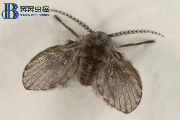 卫生间里的小飞蛾？