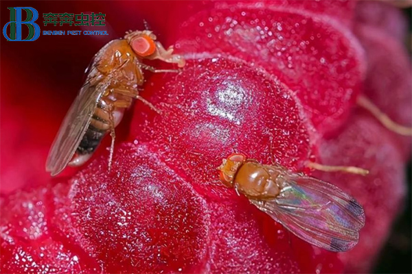 家庭果蝇怎么灭？