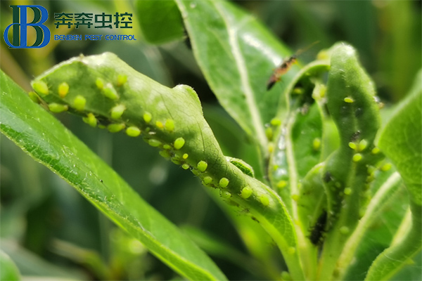 家庭园艺上的蚜虫反反复复怎么防治？