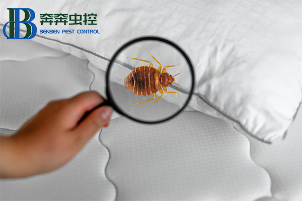 臭虫有什么危害？如何消灭臭虫？